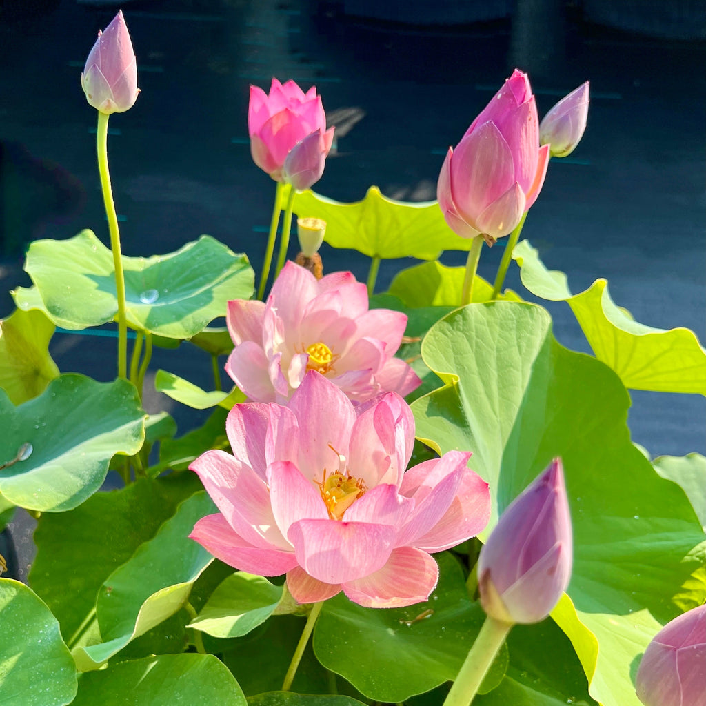 Book Boy Mini Lotus - Ten Mile Creek Nursery