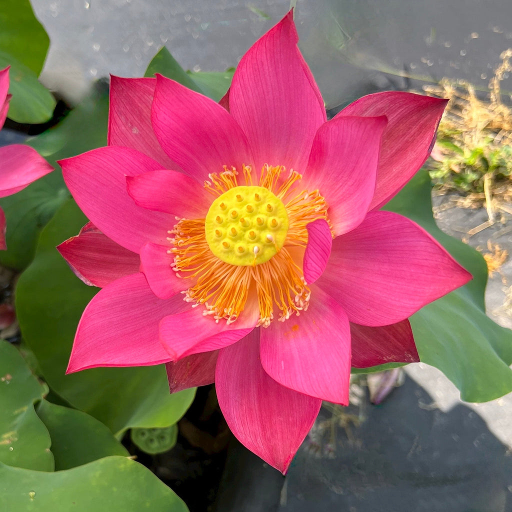 Chinese Red Xibeipo Lotus - Red City Series - Ten Mile Creek Nursery