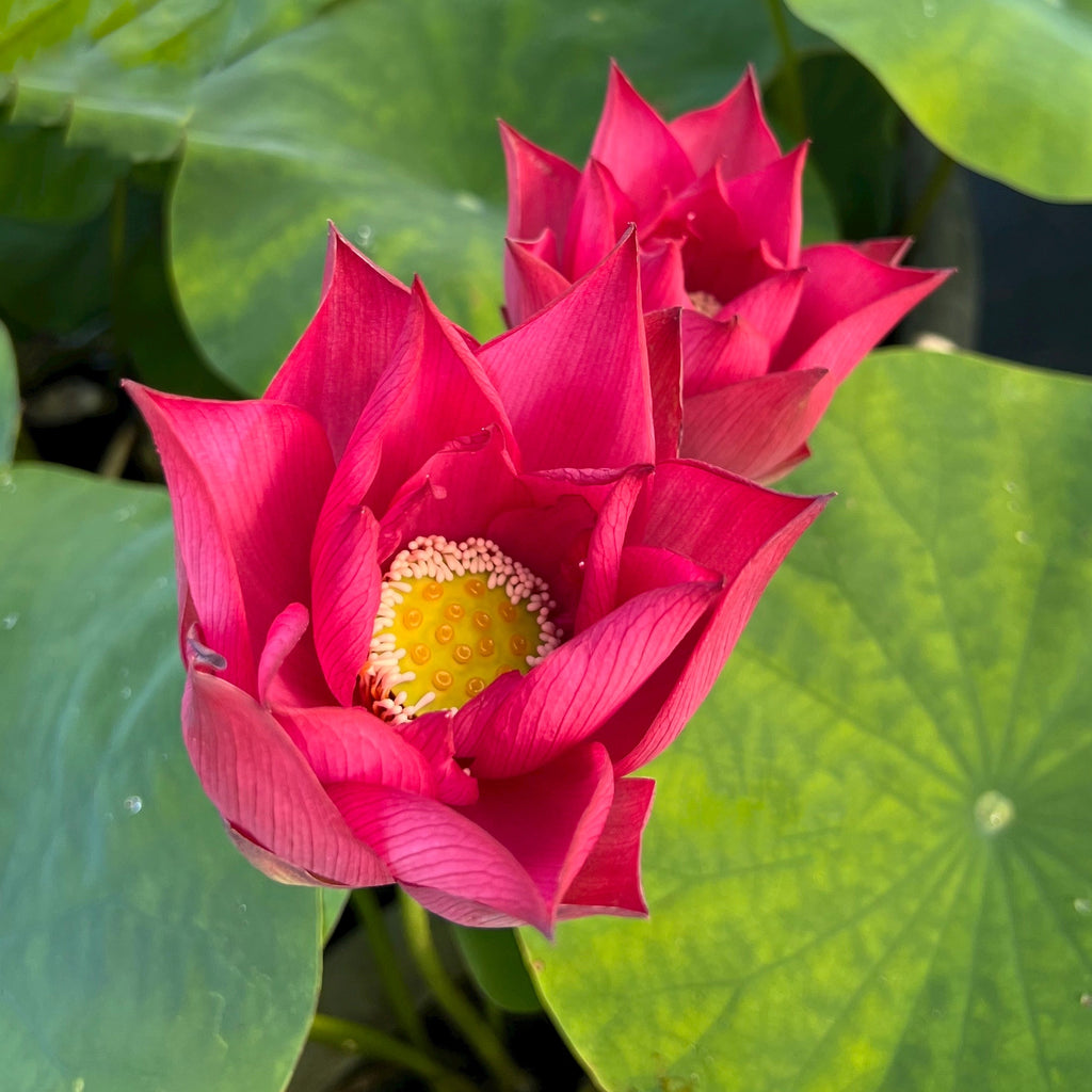 Chu Chu - Really Red! - Ten Mile Creek Nursery