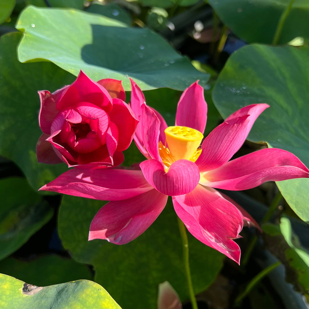 Chu Chu - Really Red! - Ten Mile Creek Nursery