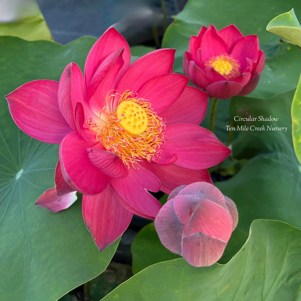 Circular Shadow - Huge Flowers! - Ten Mile Creek Nursery