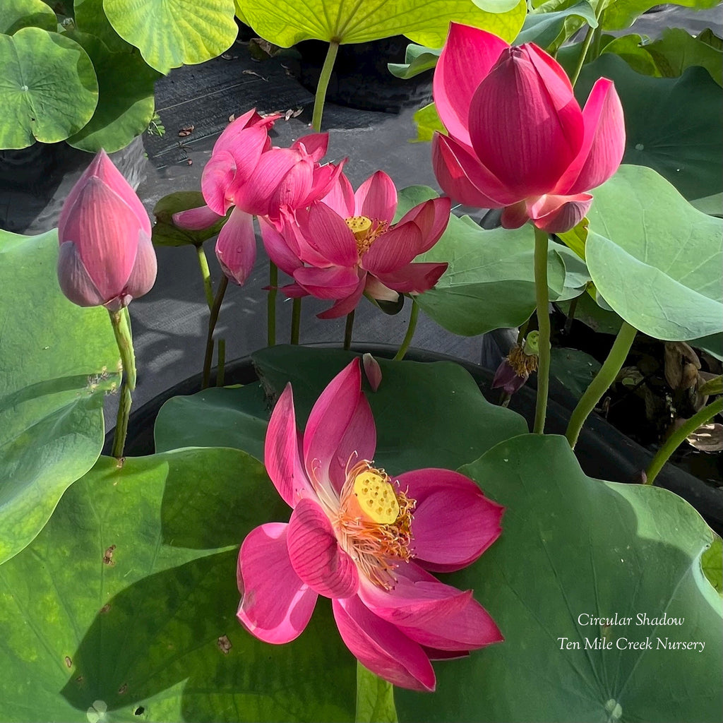 Circular Shadow - Huge Flowers! - Ten Mile Creek Nursery