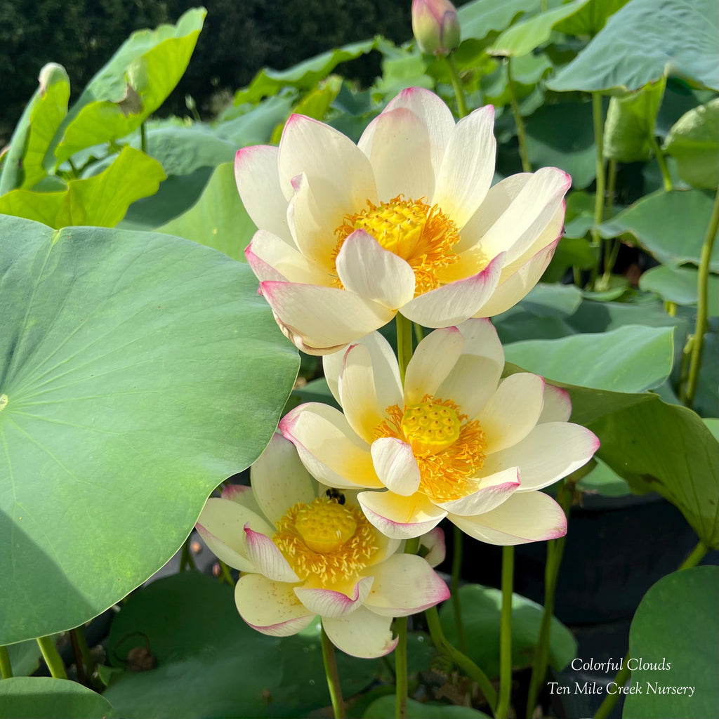 Colorful Cloud Lotus - Ten Mile Creek Nursery