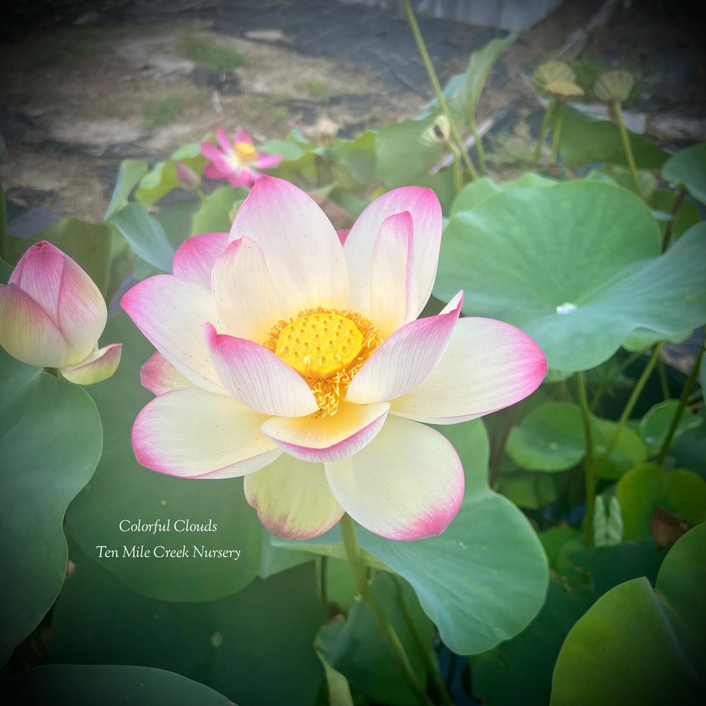 Colorful Cloud Lotus - Ten Mile Creek Nursery