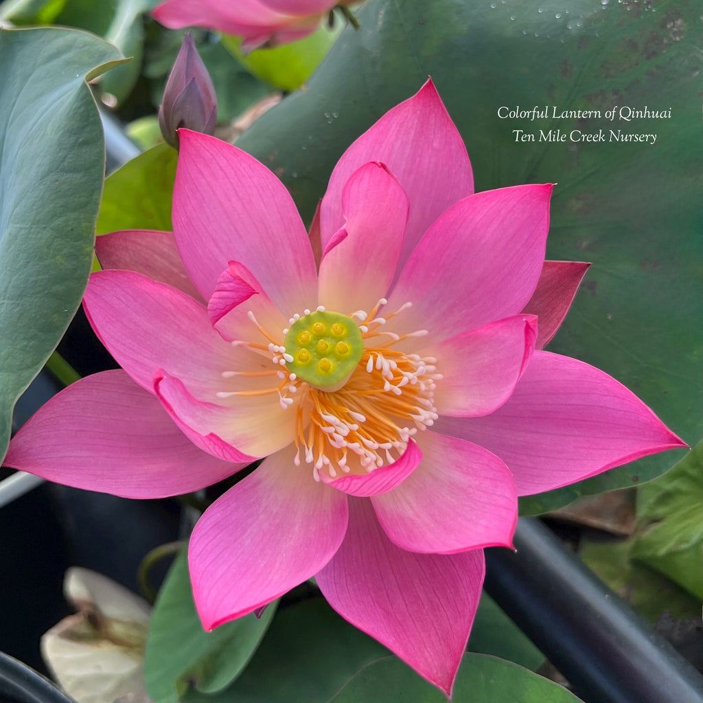 Colorful Lantern in Qinhuai Lotus - Tiny! - Ten Mile Creek Nursery