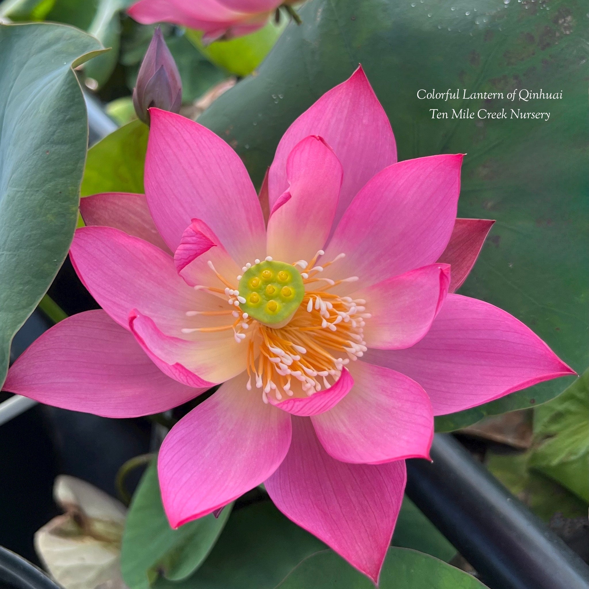Colorful Lantern in Qinhuai - Tiny micro lotus! – Ten Mile Creek