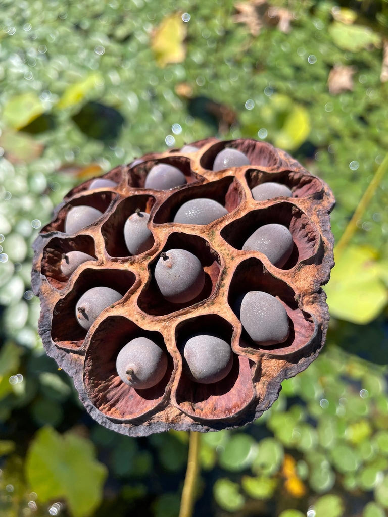 Colorful Lantern in Qinhuai Lotus - Tiny! - Ten Mile Creek Nursery