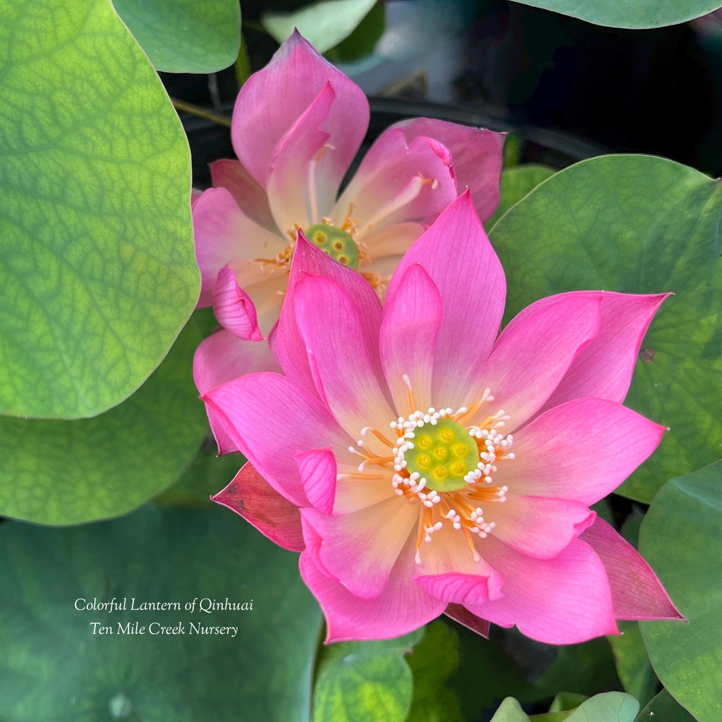 Colorful Lantern in Qinhuai Lotus - Tiny! - Ten Mile Creek Nursery