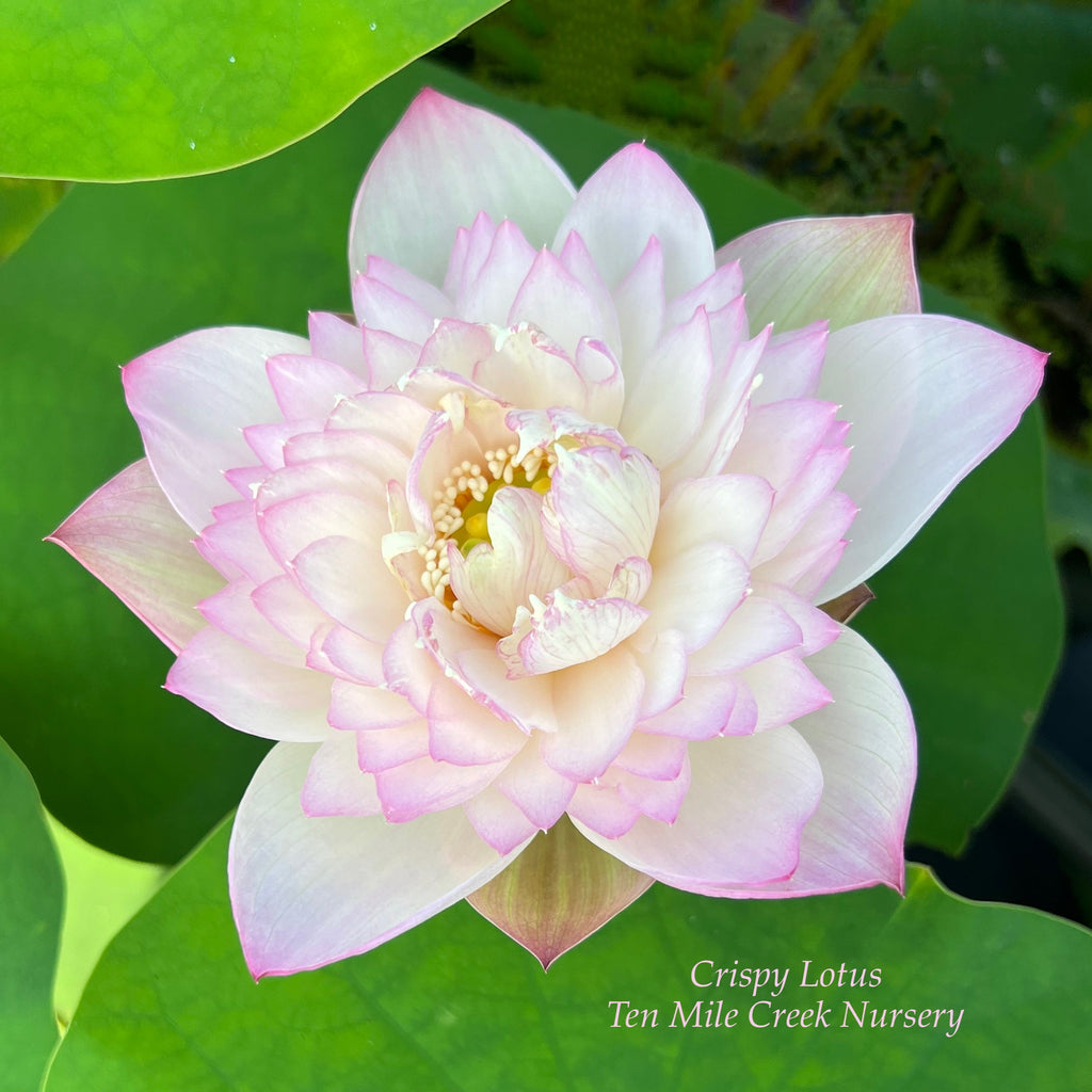 Crispy Lotus Lotus - Fresh and Beautiful! - Ten Mile Creek Nursery