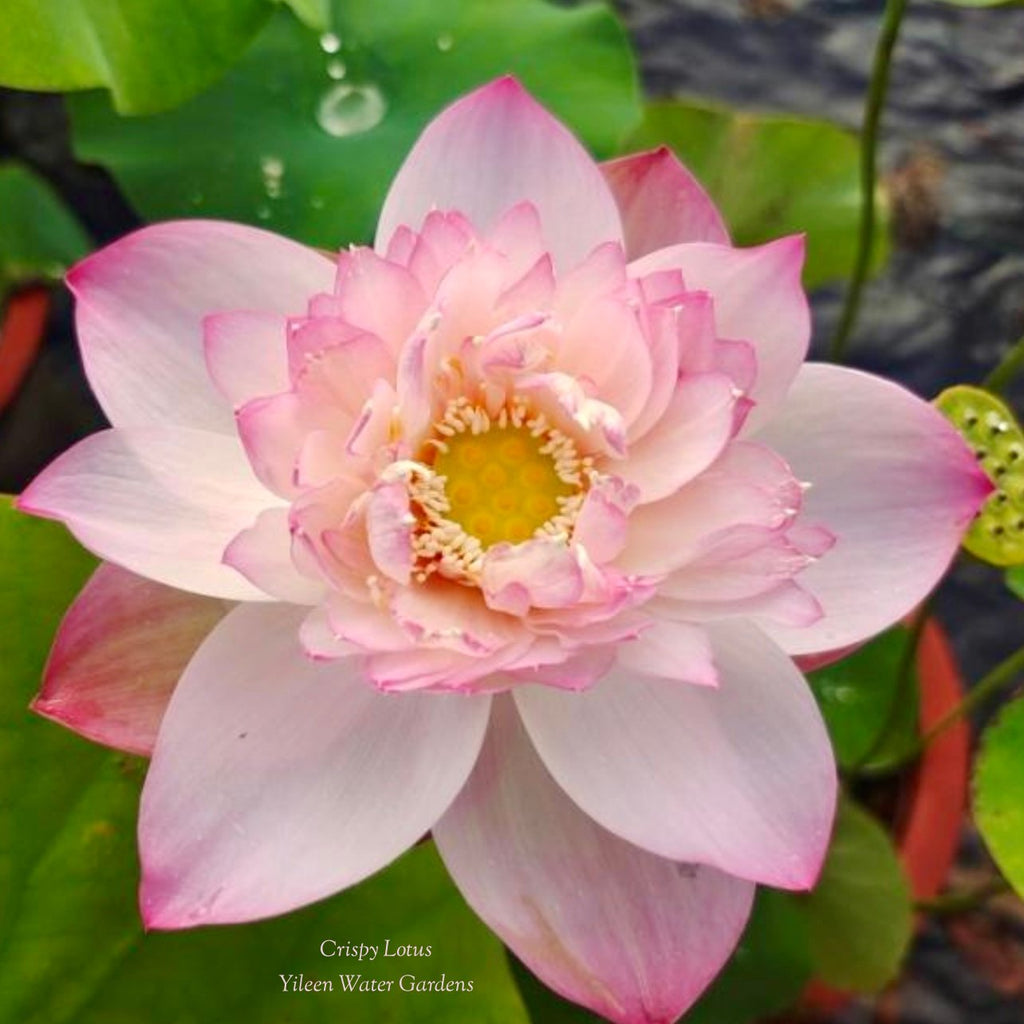 Crispy Lotus Lotus - Fresh and Beautiful! - Ten Mile Creek Nursery