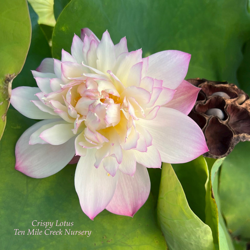 Crispy Lotus Lotus - Fresh and Beautiful! - Ten Mile Creek Nursery