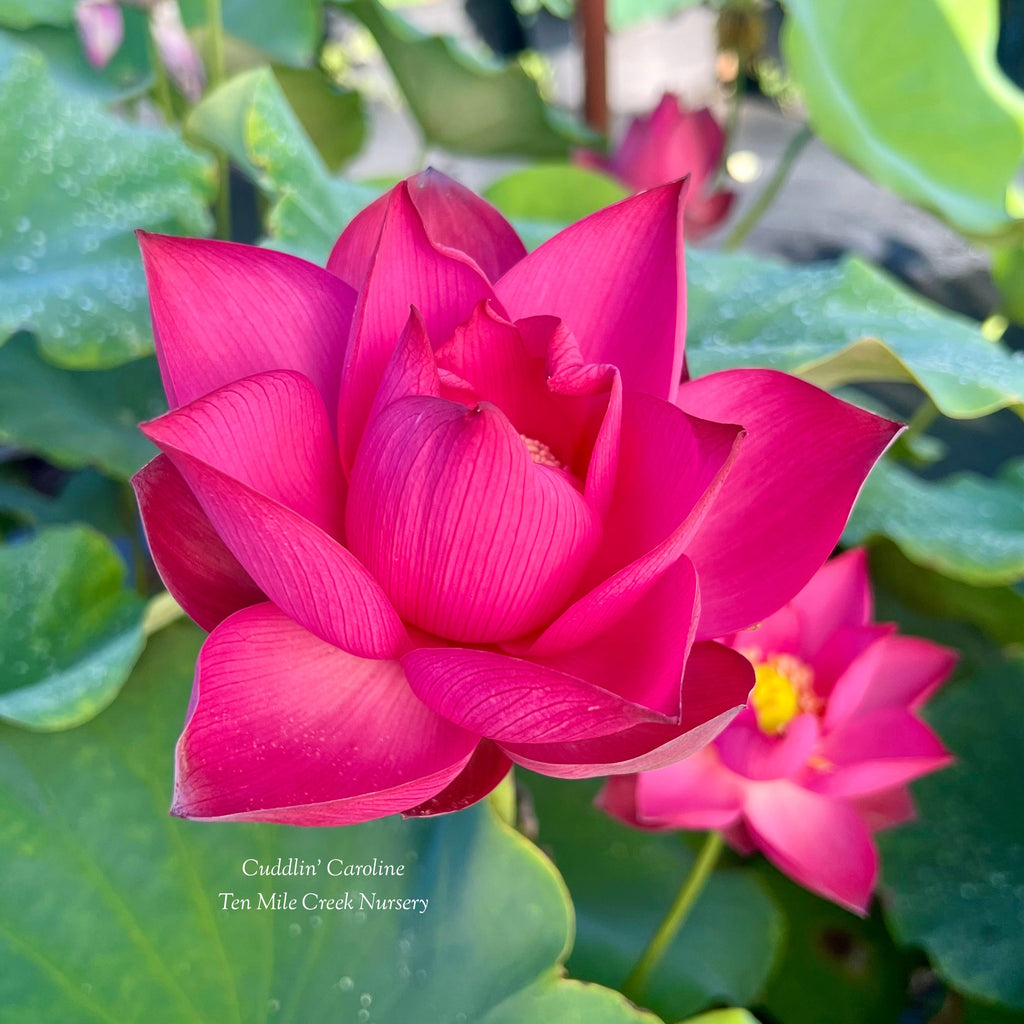 Cuddlin' Caroline Lotus - Sweet Caroline - Ten Mile Creek Nursery