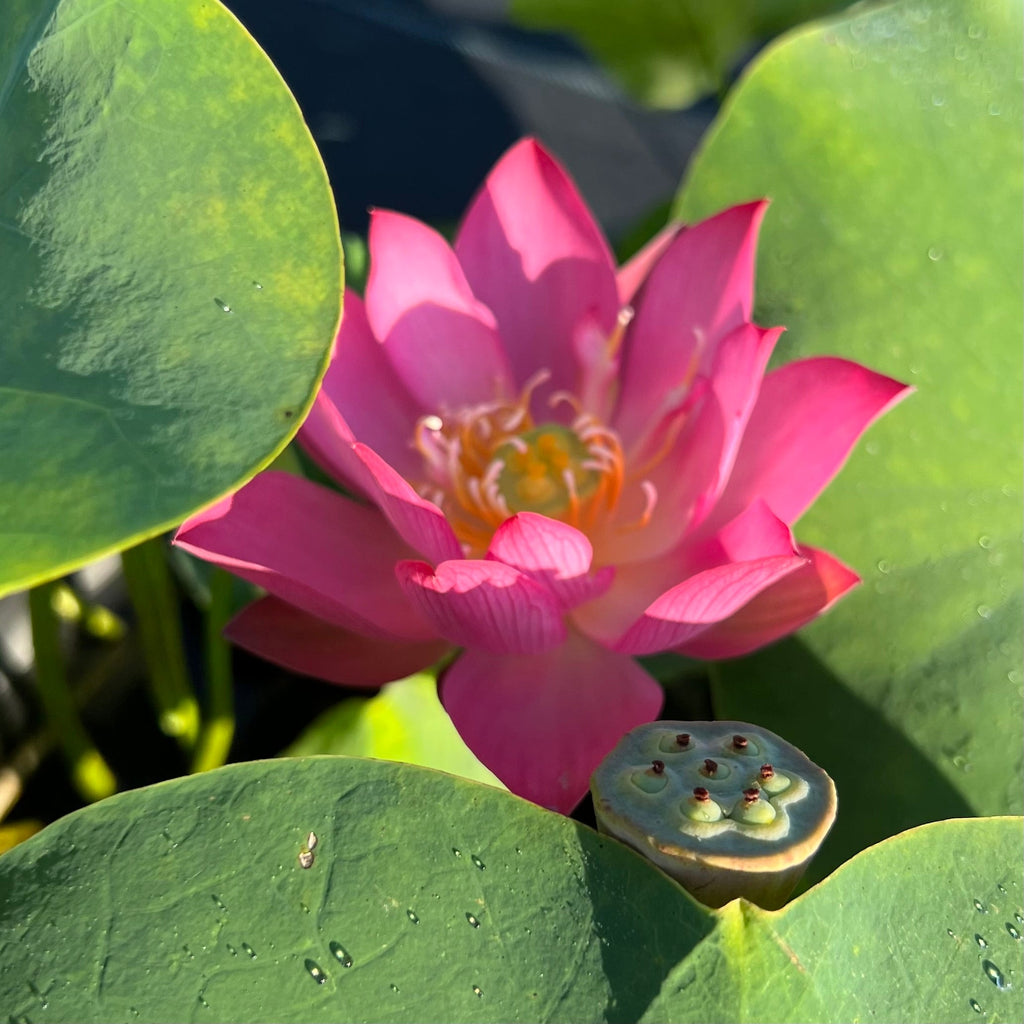 Cute Kid Mini Lotus - Ten Mile Creek Nursery