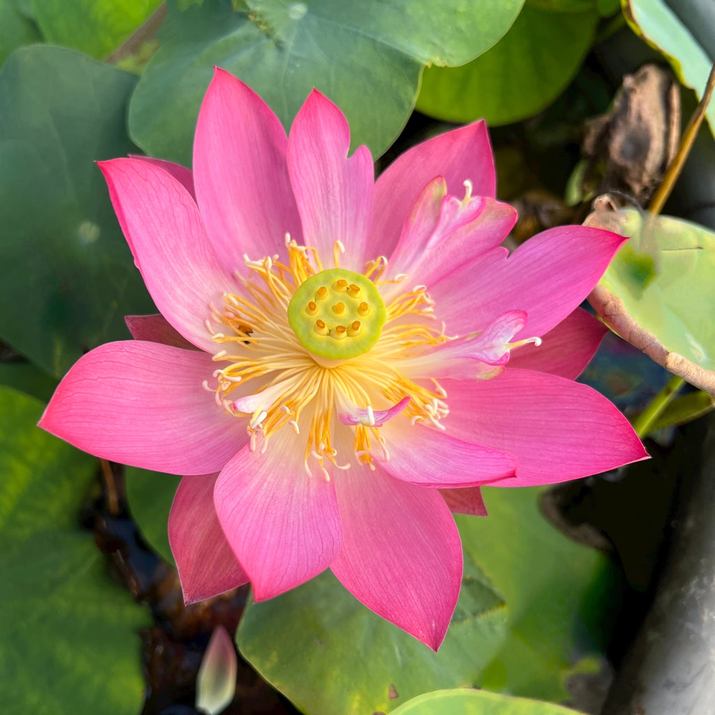 Cute Kid Mini Lotus - Ten Mile Creek Nursery