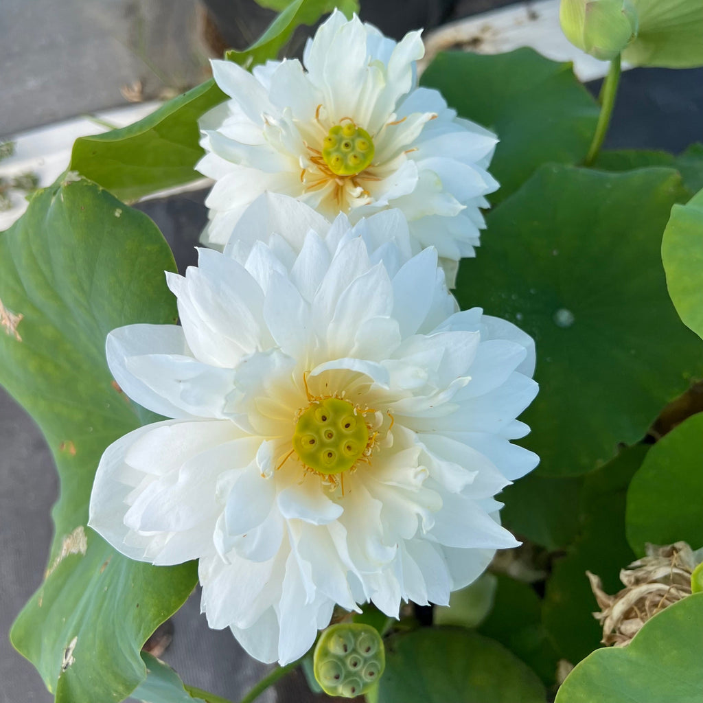 Da Jin Bian Lotus - SO many flowers! - Ten Mile Creek Nursery