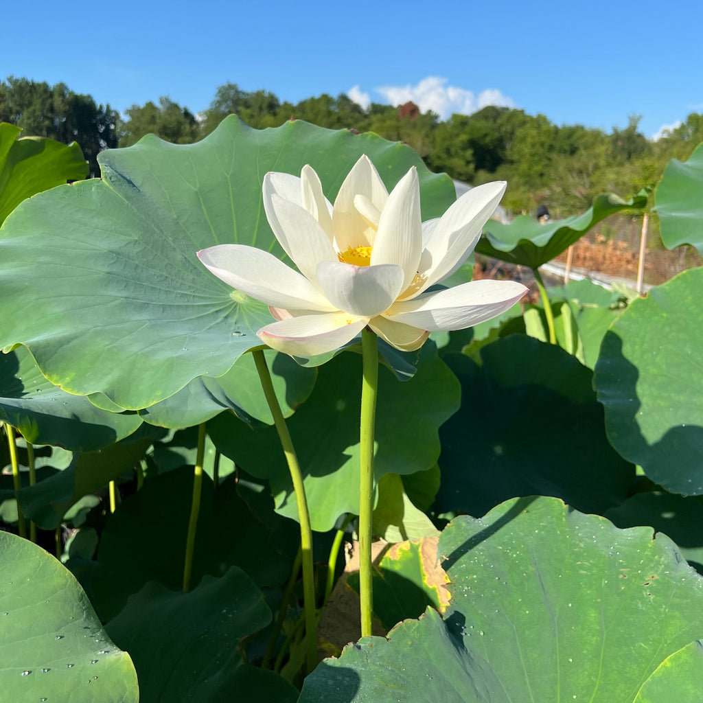 Edible Yileen Garden Lotus - Yummy! - Ten Mile Creek Nursery