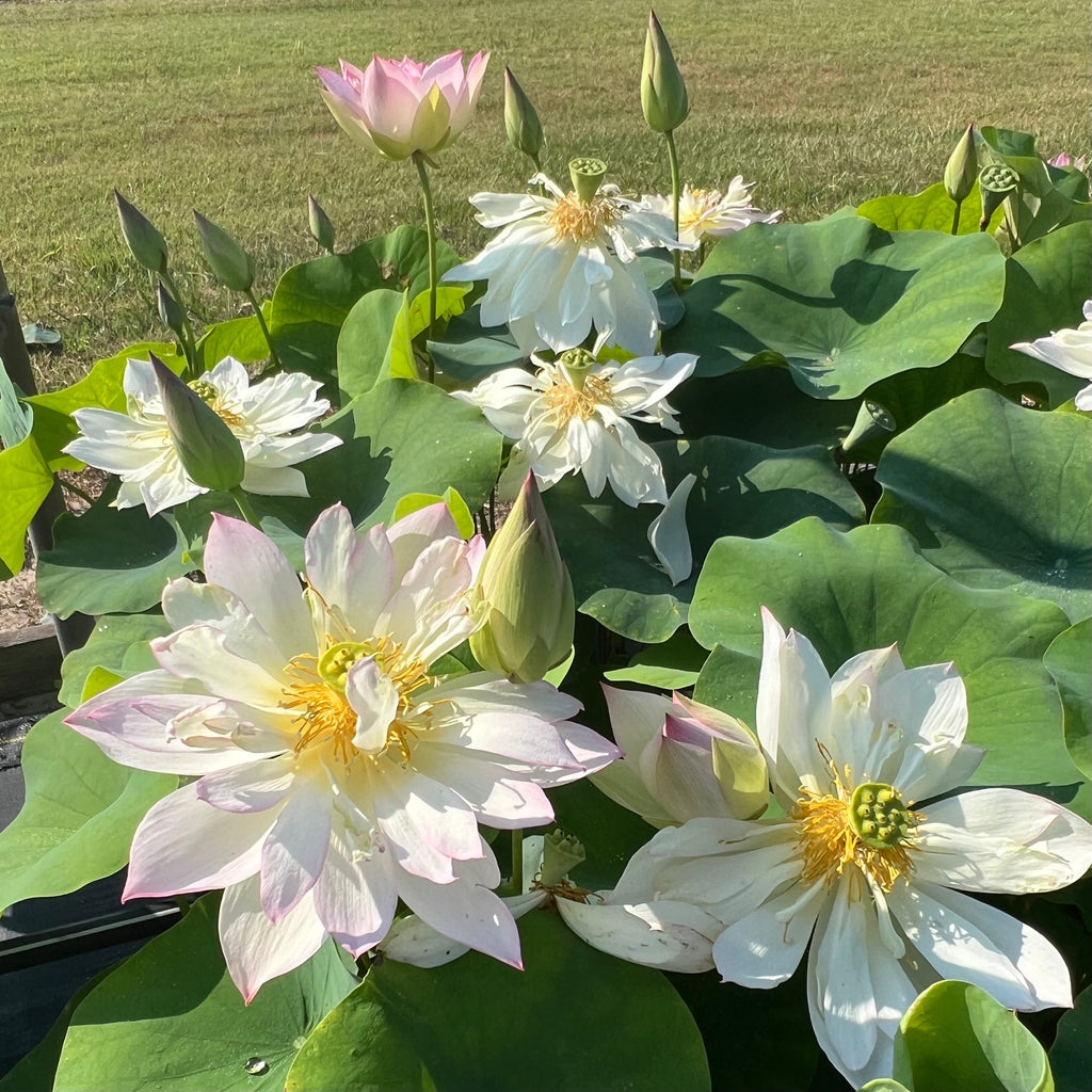 Elegance Lotus - Flying, dancing beauty! - Ten Mile Creek Nursery