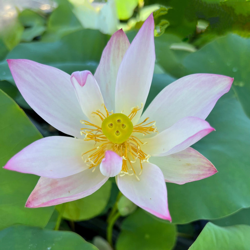 Fairy Tale Lotus - Miniature - Ten Mile Creek Nursery