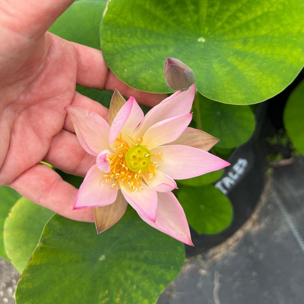 Fairy Tale Lotus - Miniature - Ten Mile Creek Nursery