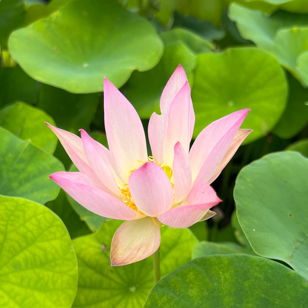 Fairy Tale Lotus - Miniature - Ten Mile Creek Nursery