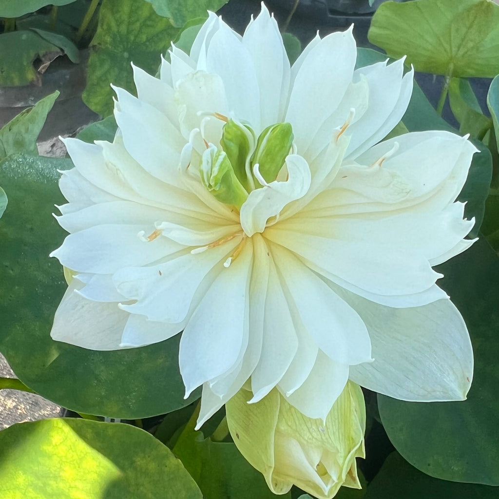 Flower Girl Miniature Lotus - Ten Mile Creek Nursery