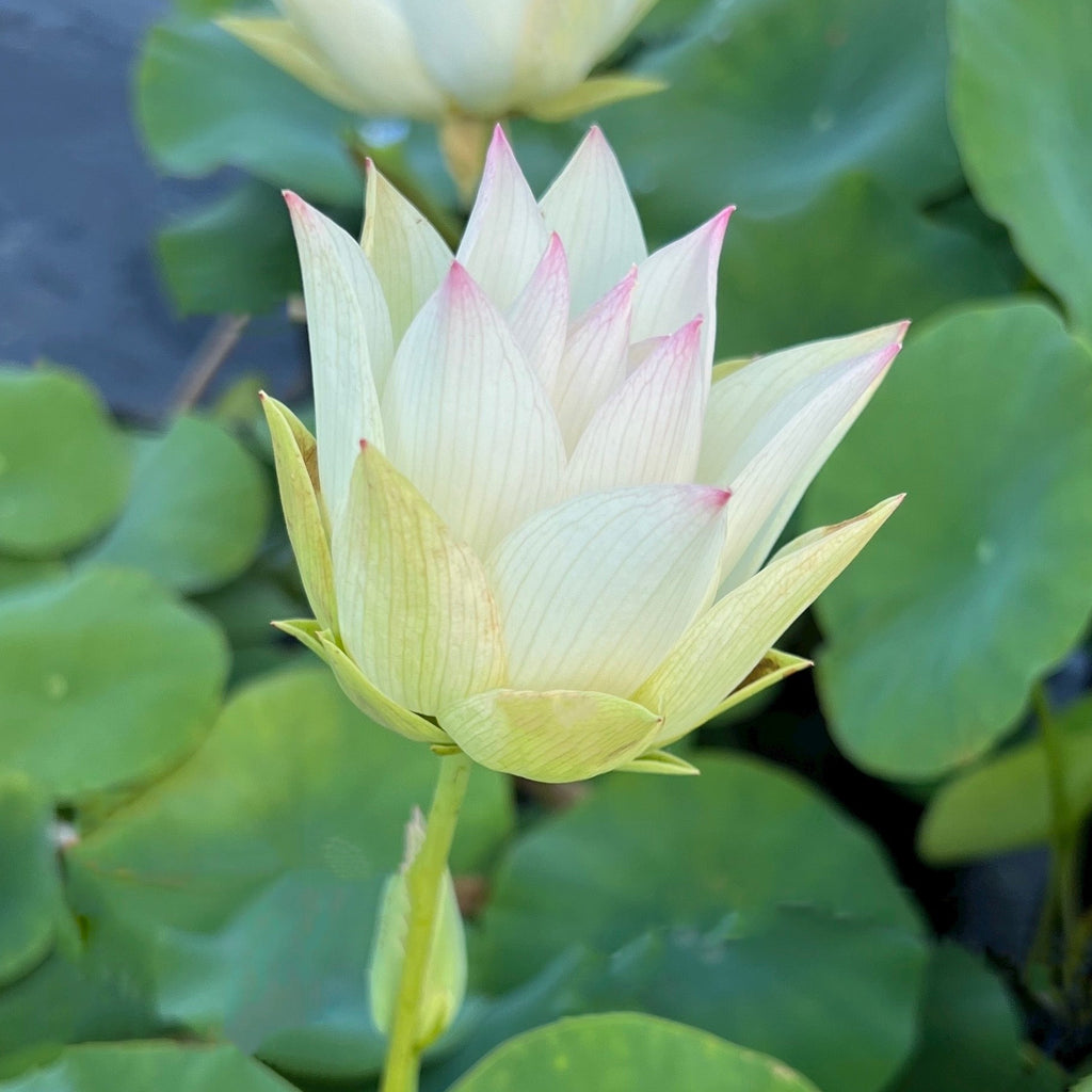 Flower Rain Mini Lotus - Ten Mile Creek Nursery