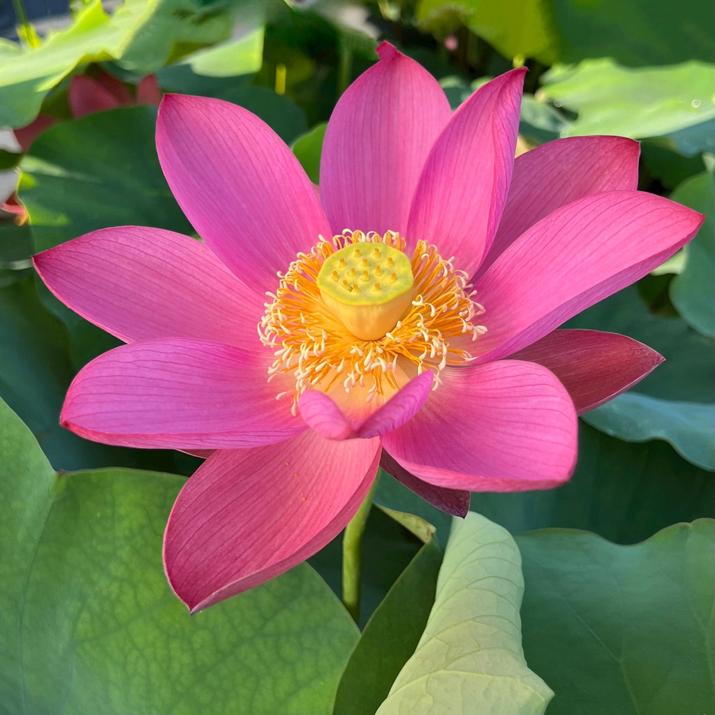 Ford’s Red Raptor - Monstrously Gorgeous!! - Ten Mile Creek Nursery