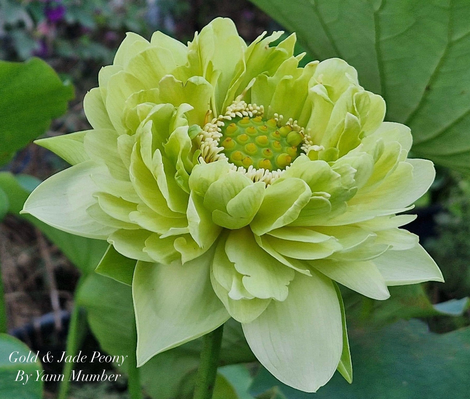 jade lotus plant Gold & Jade Peony Lotus