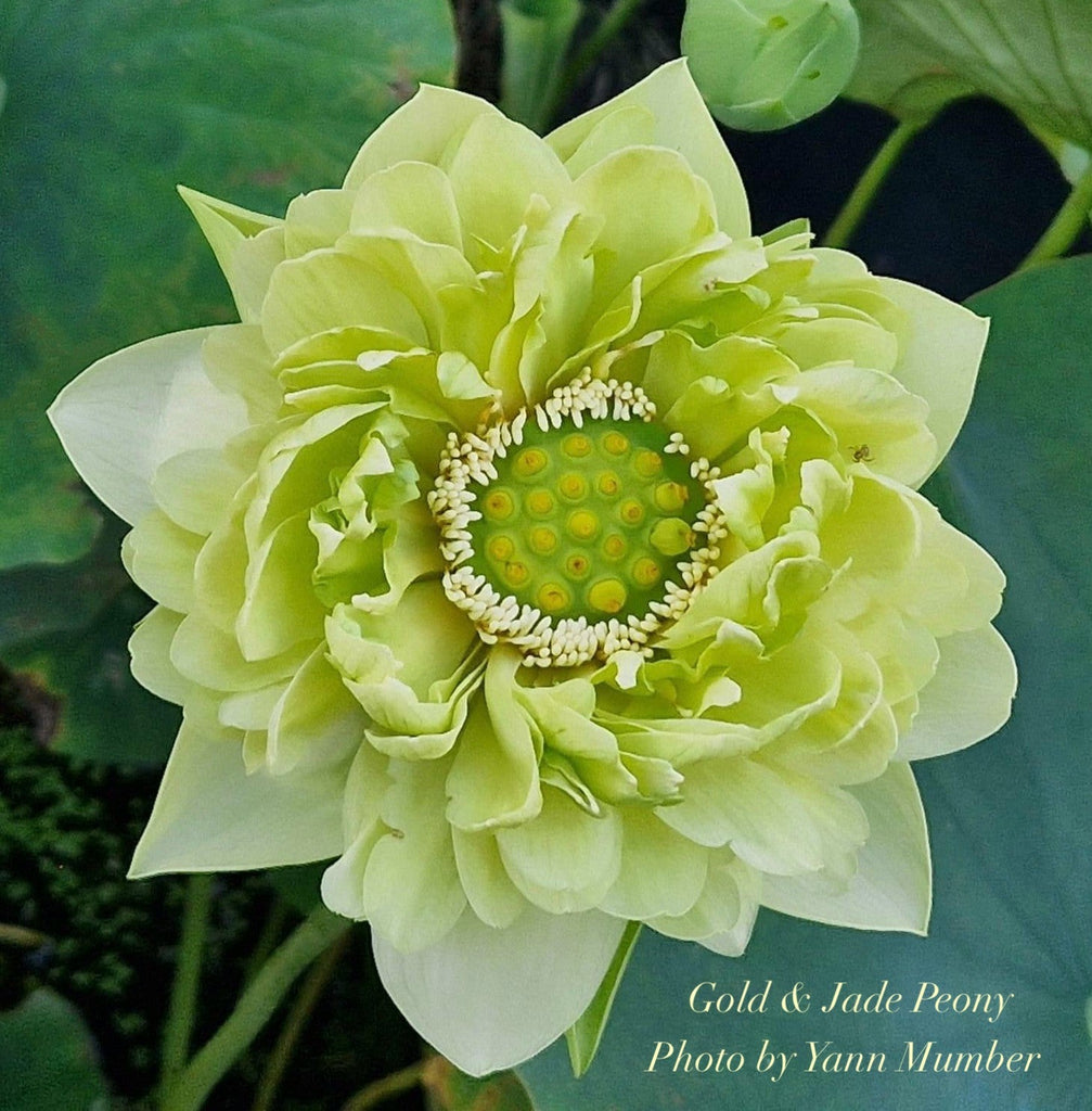 Gold & Jade Peony Lotus - GREEN! - Ten Mile Creek Nursery