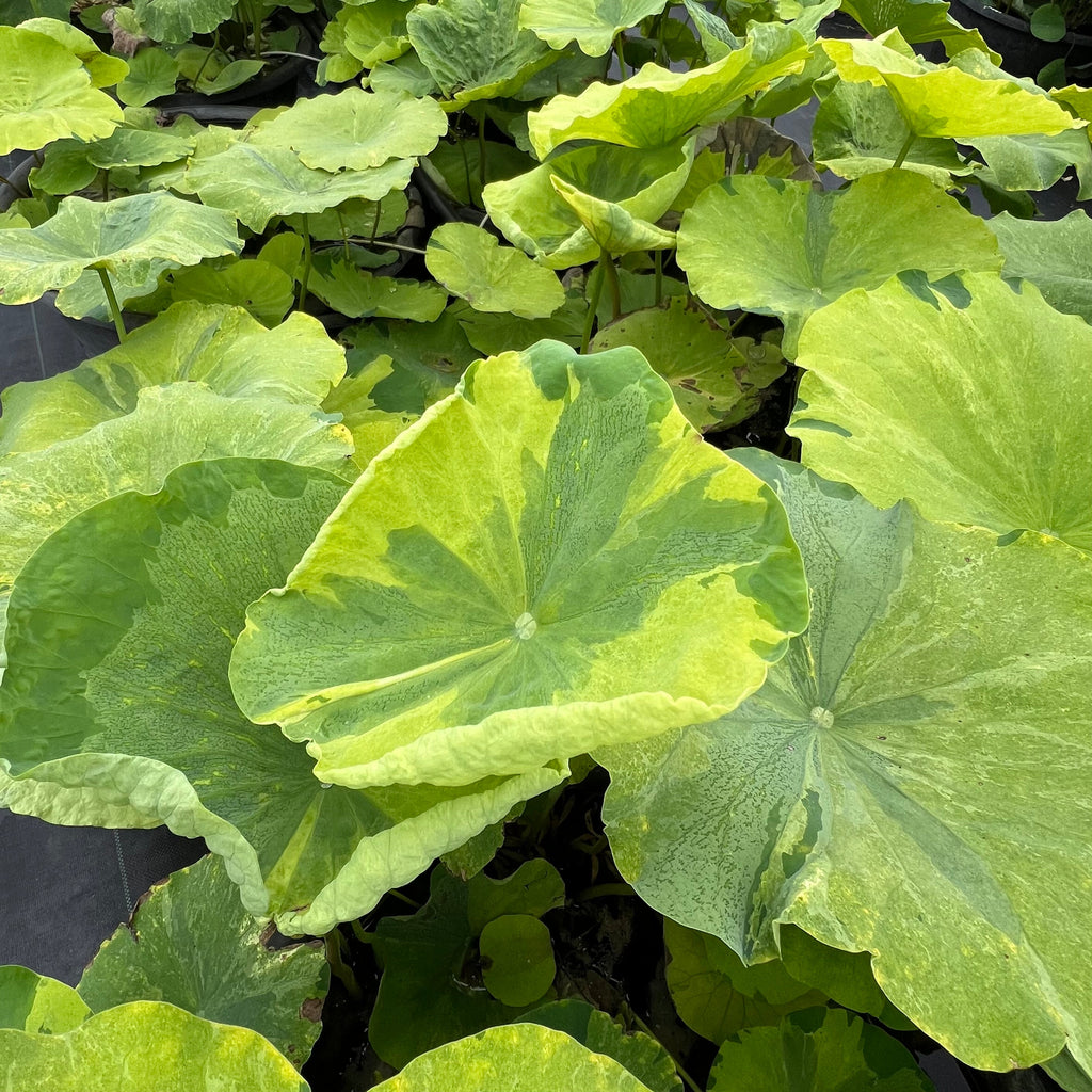 Golden Splash Hibiscus Lotus - Rare Variegated Leaves! - Ten Mile Creek Nursery