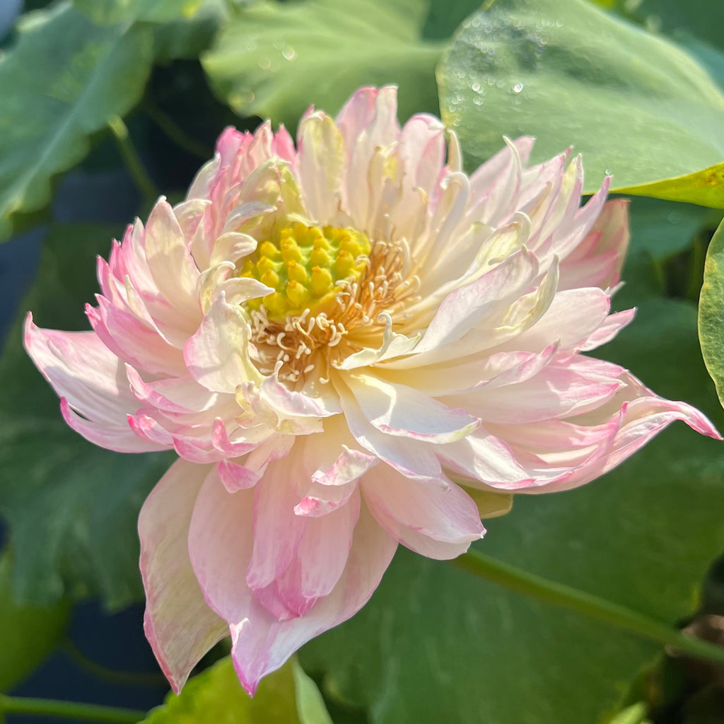 Golden Splash Hibiscus Lotus - Rare Variegated Leaves! - Ten Mile Creek Nursery