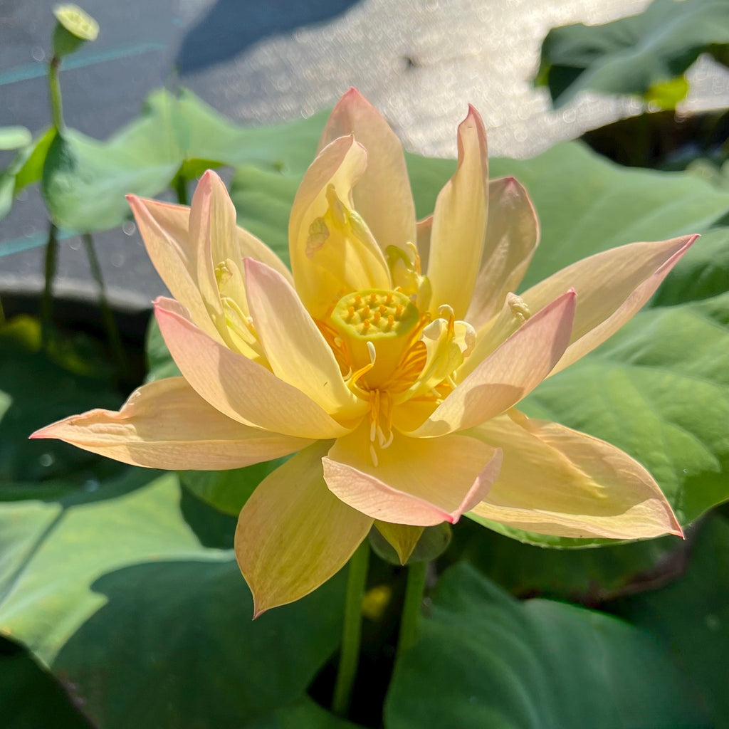 Golden Sunset - Is it really that color?? - Ten Mile Creek Nursery