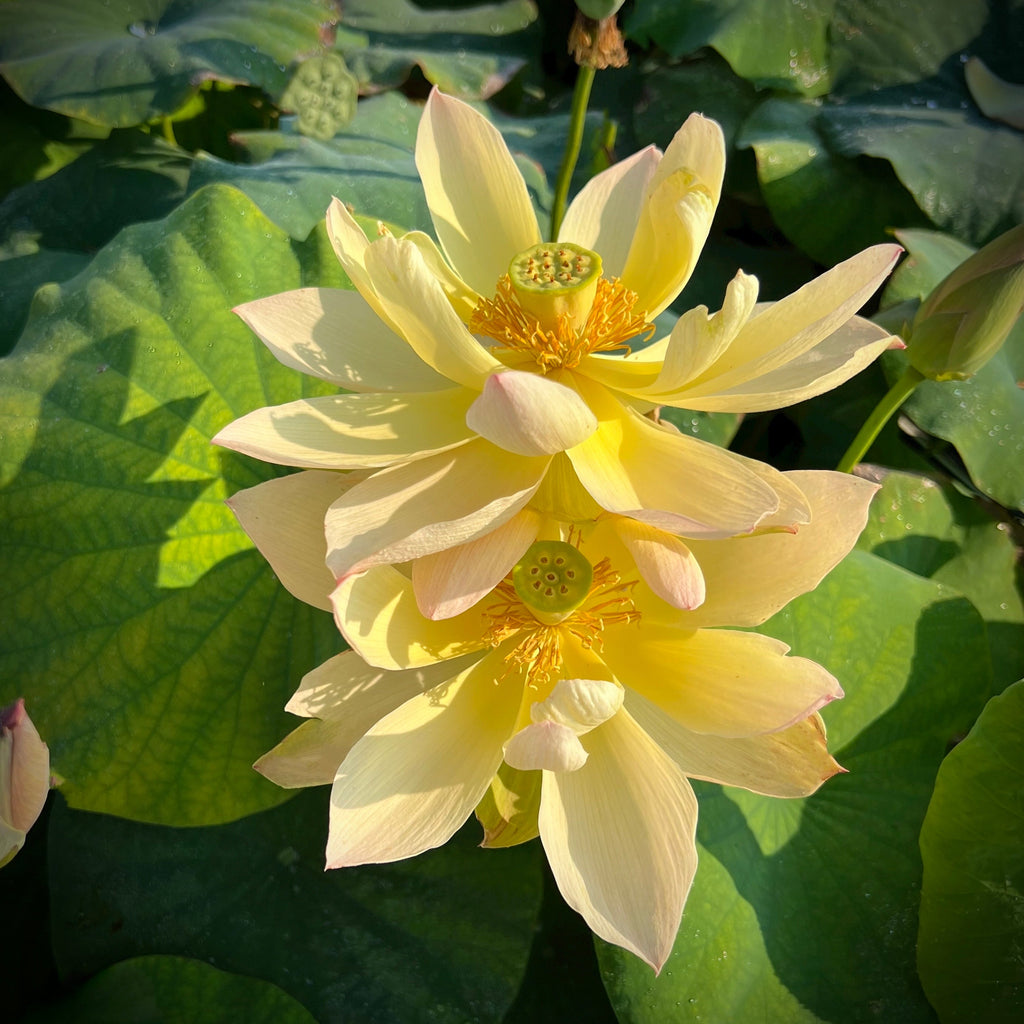 Golden Sunset - Is it really that color?? - Ten Mile Creek Nursery