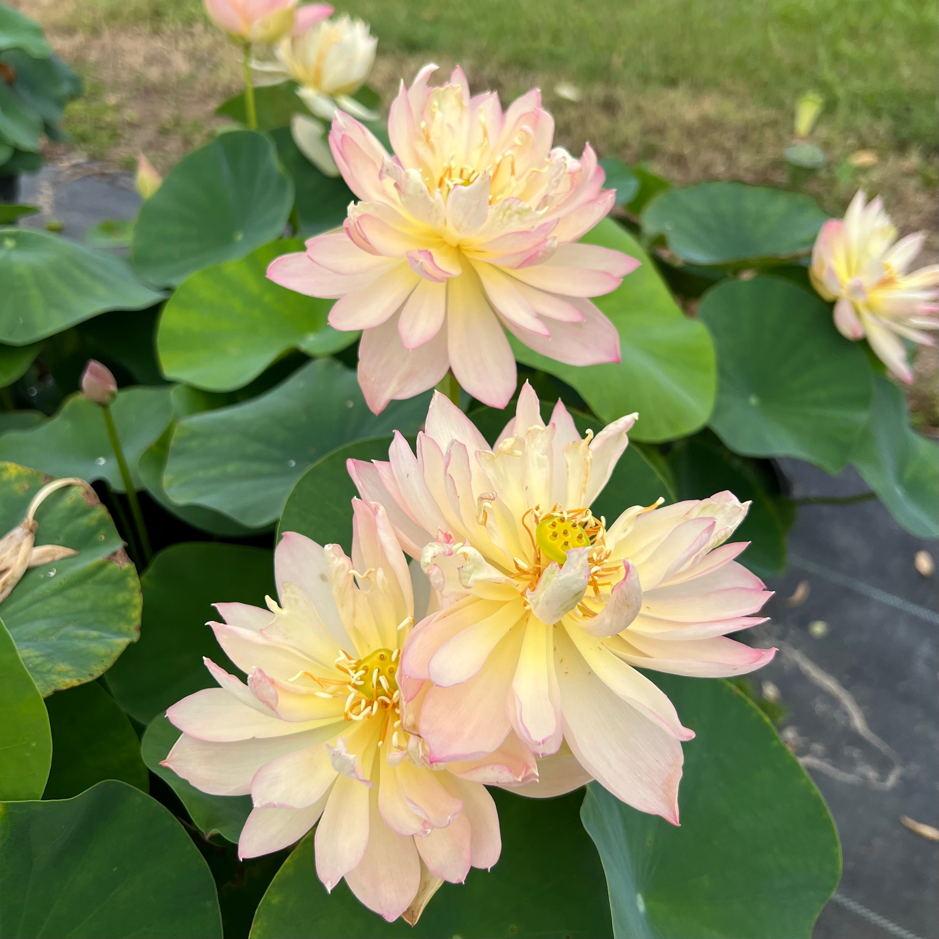 Mini Fall Lotus Grand Master Mini Lotus – Ten Mile Creek Nursery