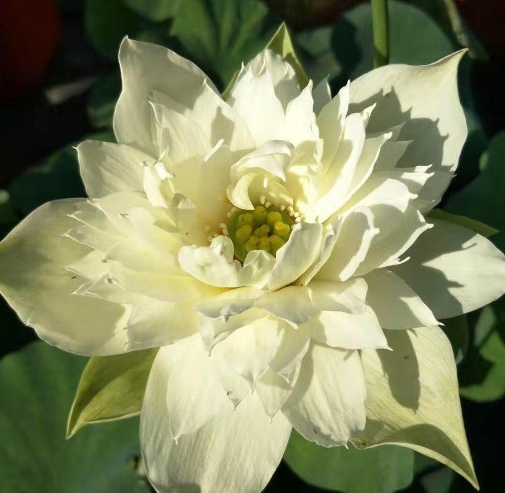 Green Jade of Qinhuai Mini Lotus - Ten Mile Creek Nursery