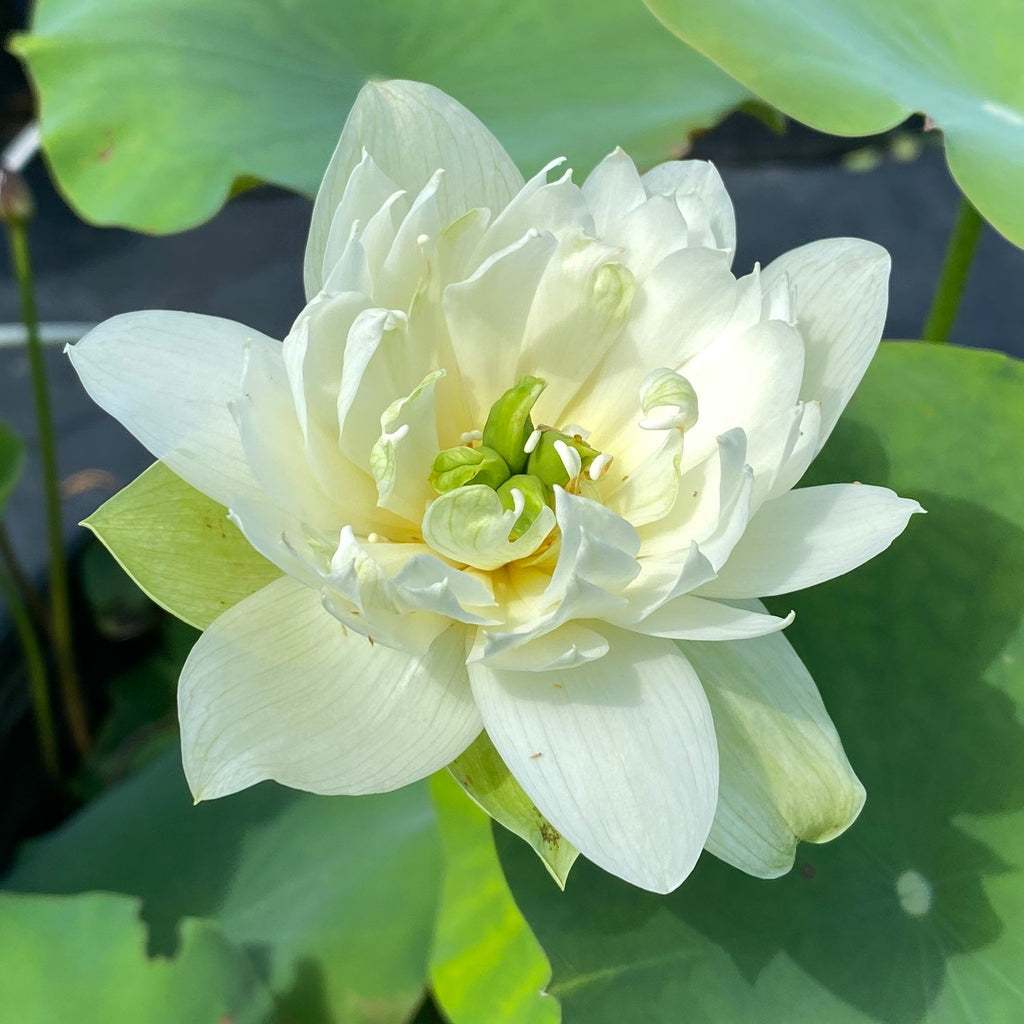 Green Jade of Qinhuai Mini Lotus - Ten Mile Creek Nursery