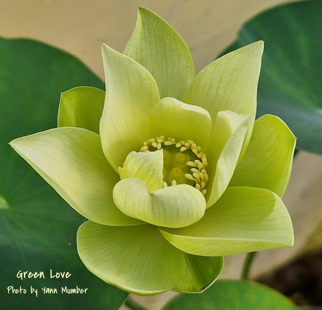 Green Love - Classic beauty, Unusual color! - Ten Mile Creek Nursery