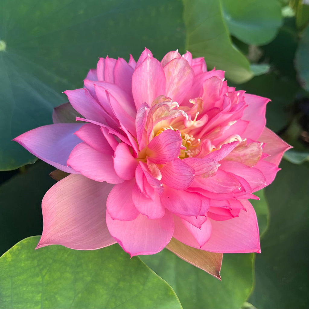 Handsome Hero Lotus - Hang on to your heart! - Ten Mile Creek Nursery