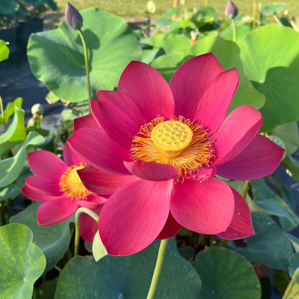 Happy Lover Lotus - Perfection! - Ten Mile Creek Nursery