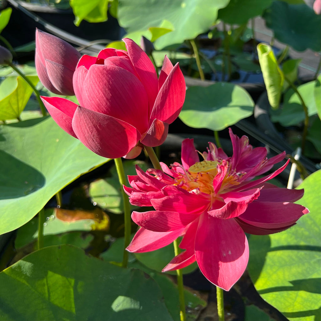 Happy Lover Lotus - Perfection! - Ten Mile Creek Nursery