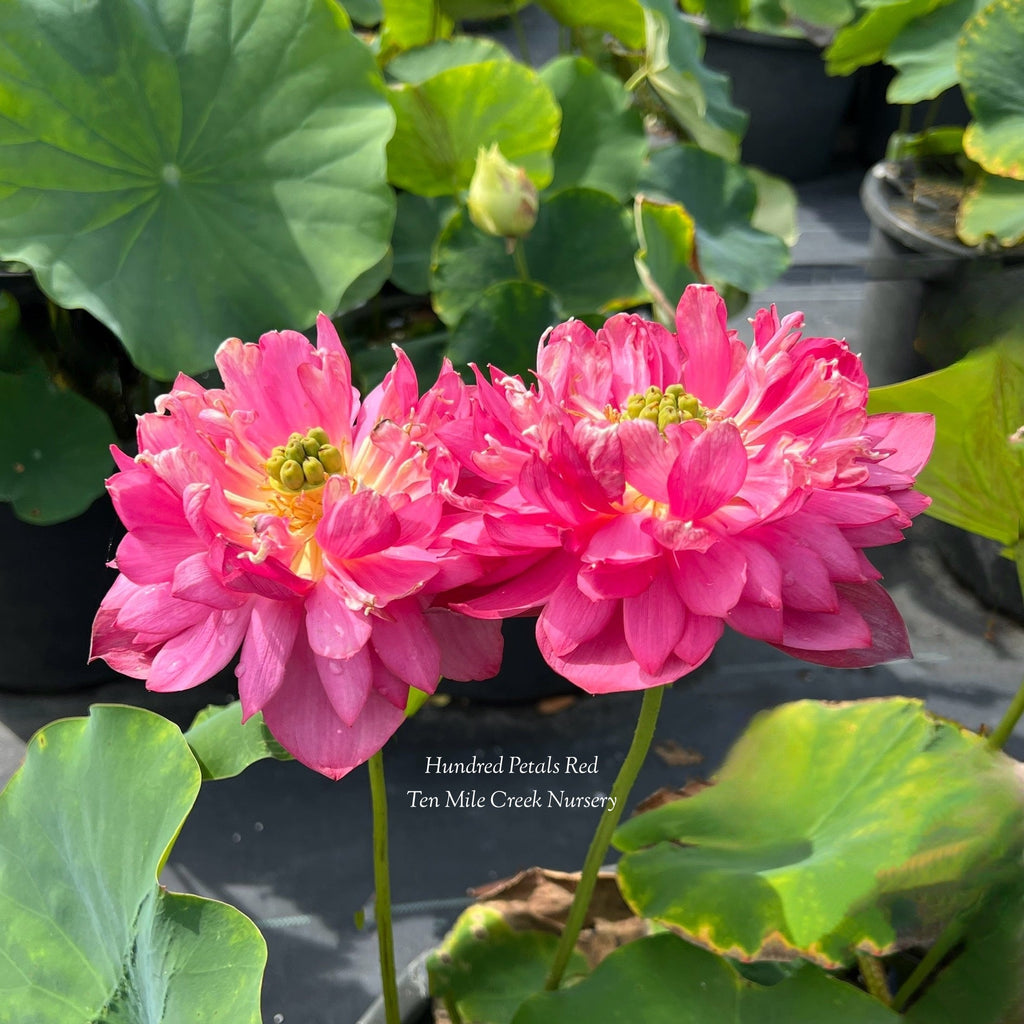 Hundred Petals Red Lotus - Flowewr Mania! - Ten Mile Creek Nursery