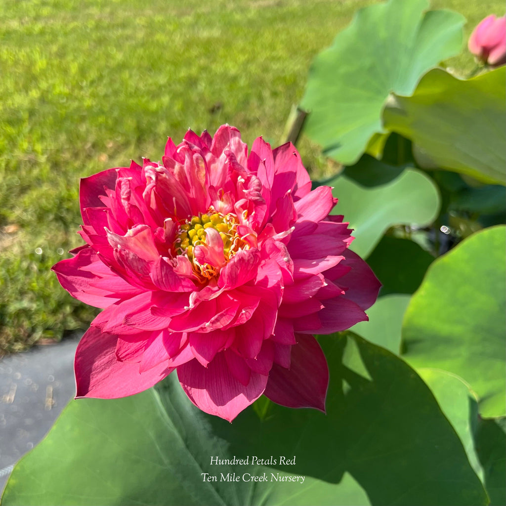 Hundred Petals Red Lotus - Flowewr Mania! - Ten Mile Creek Nursery