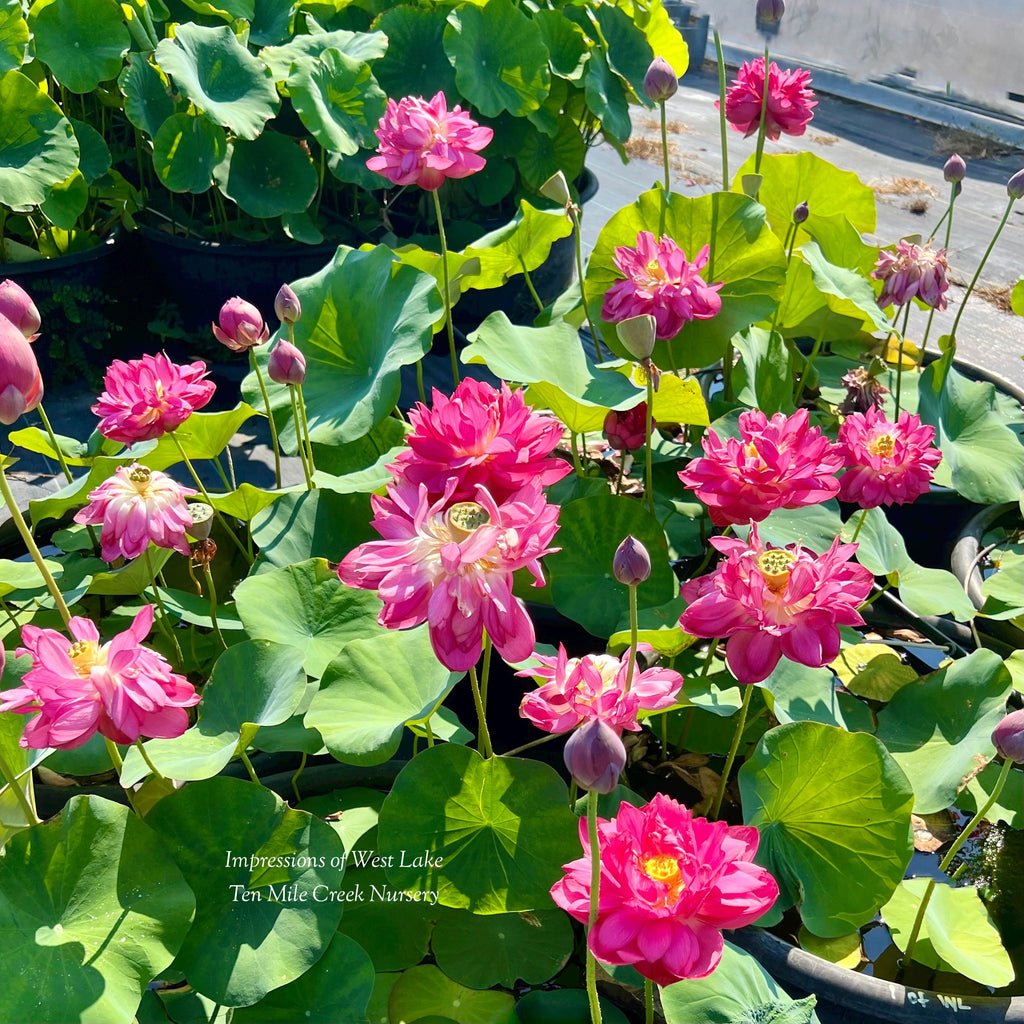 Impressions of West Lake Lotus - LOTS of flowers! - Ten Mile Creek Nursery