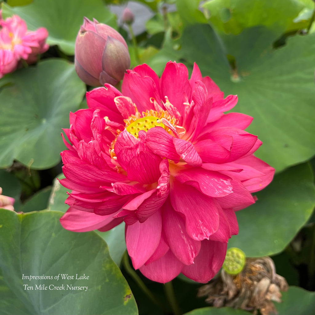 Impressions of West Lake Lotus - LOTS of flowers! - Ten Mile Creek Nursery