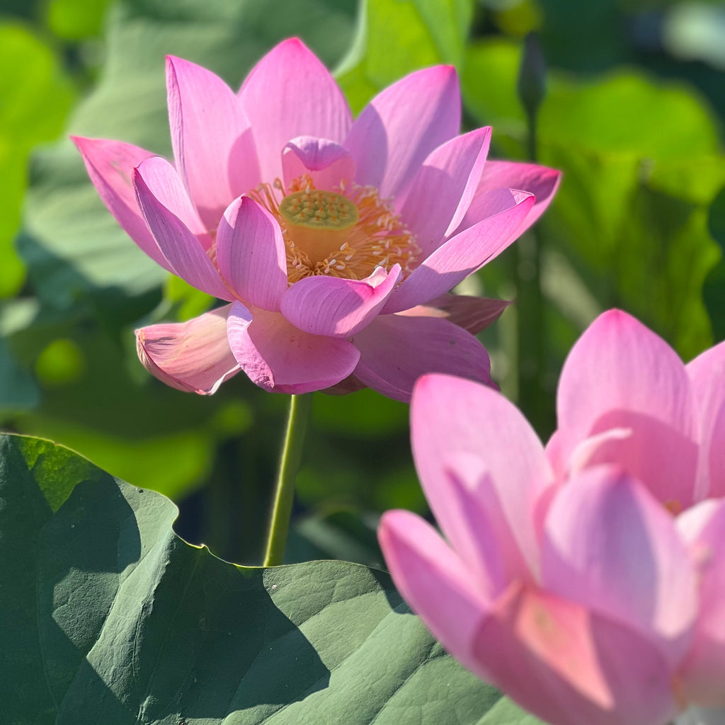 Jeannie's Smile - Our Happy Flower! - Ten Mile Creek Nursery