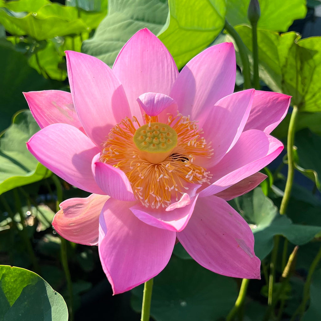 Jeannie's Smile - Our Happy Flower! - Ten Mile Creek Nursery