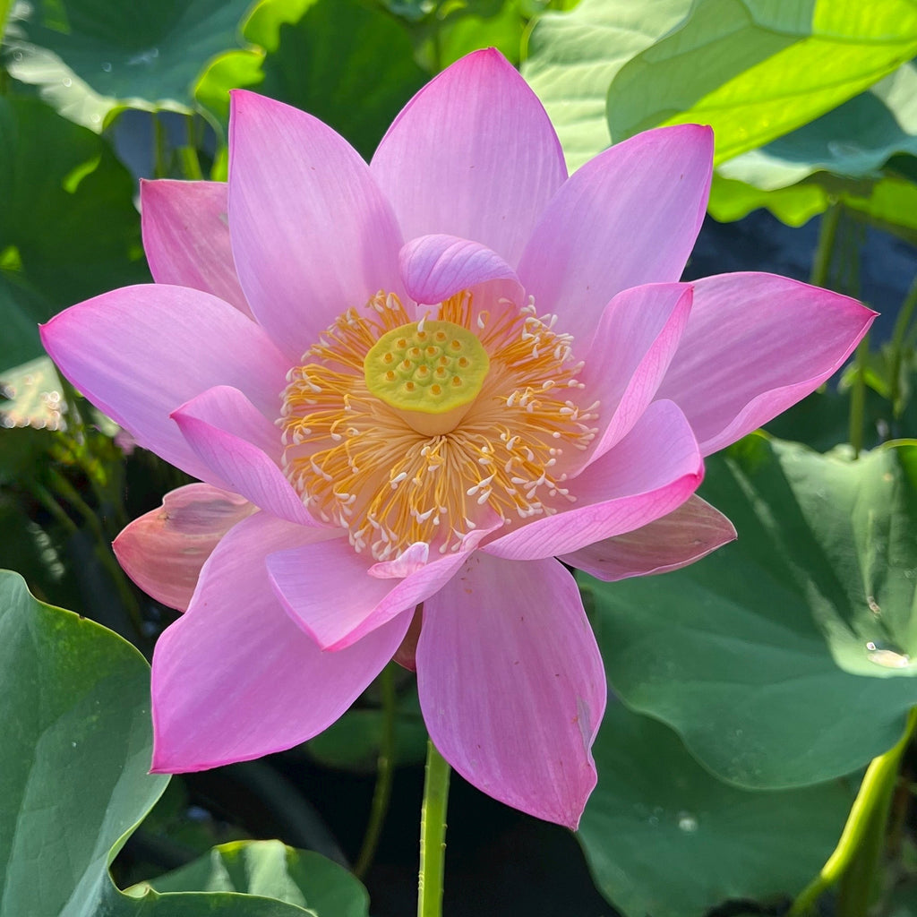 Jeannie's Smile - Our Happy Flower! - Ten Mile Creek Nursery