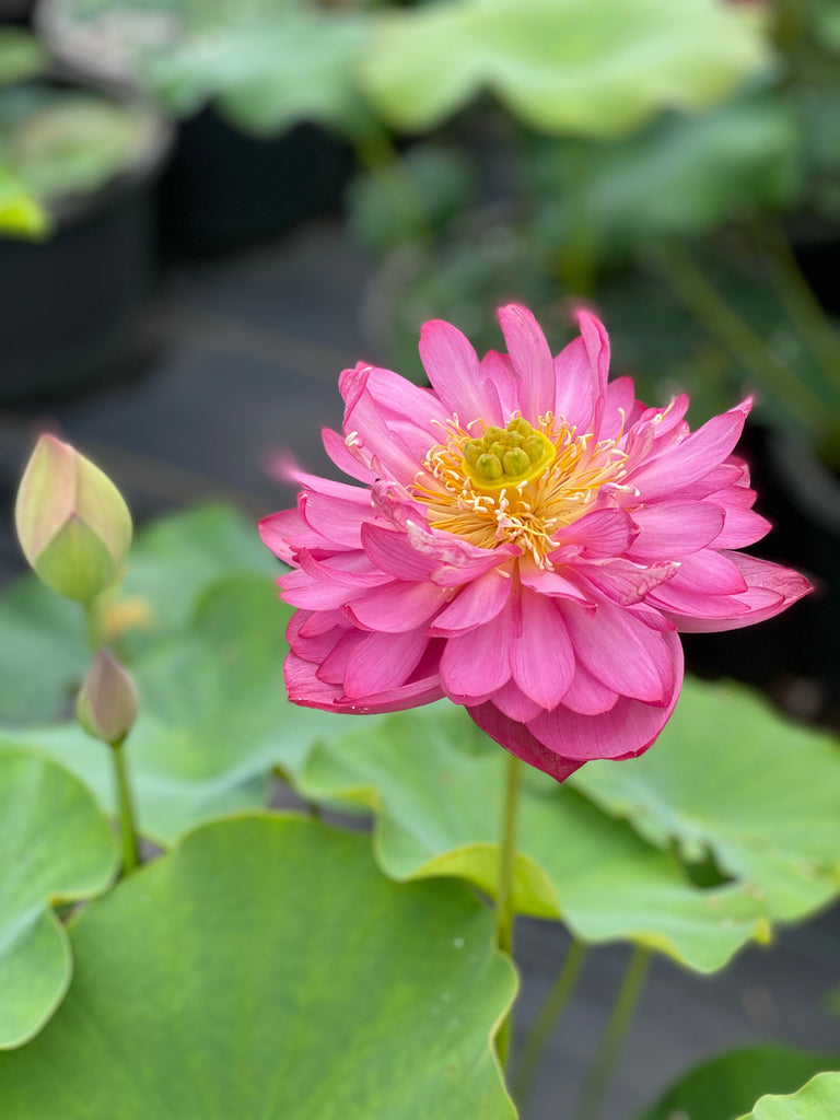 Jewel Flower Lotus - The Gem of the Garden - Ten Mile Creek Nursery