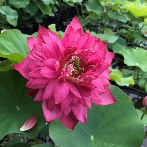 Jewel Flower Lotus - The Gem of the Garden - Ten Mile Creek Nursery