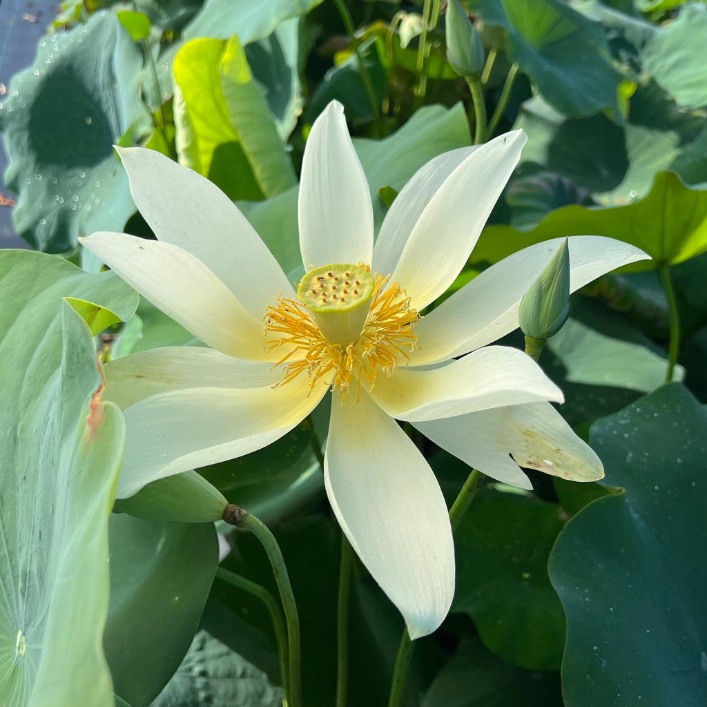 Jinling Elite Lotus - HUGE Flowers! - Ten Mile Creek Nursery